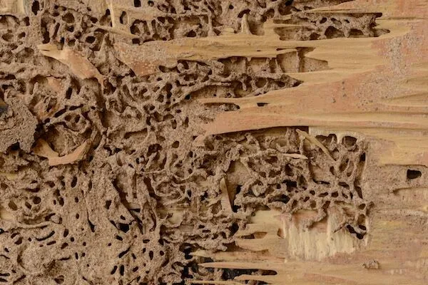 door frame termite damage