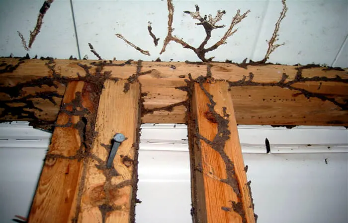 termite imge1