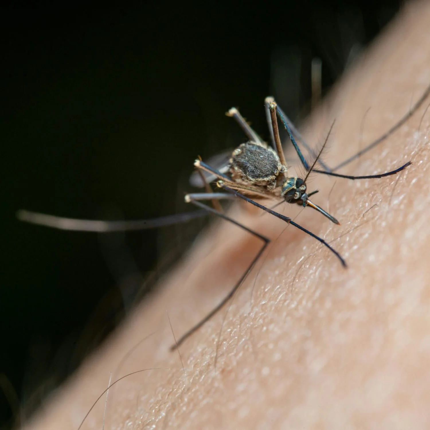 Detailed macro shot of a mosquito on human skin, highlighting nature and insect life.